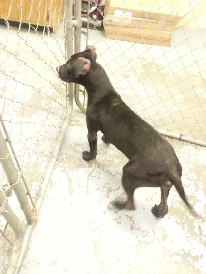 The Little Foundling