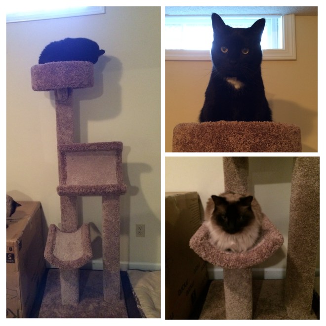 A tower of kitties