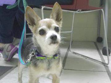 Honeybee, photo courtesy of Allen County SPCA