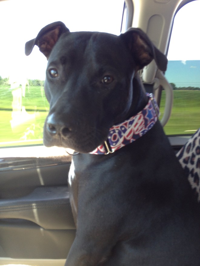 Same dog, different year.