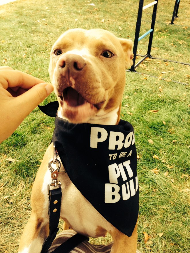 Proud to be a Pit Bull at Pride Fest