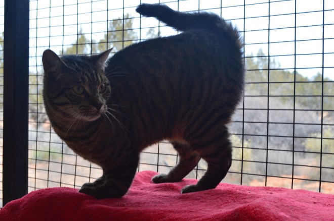 Kitty with paw deformity