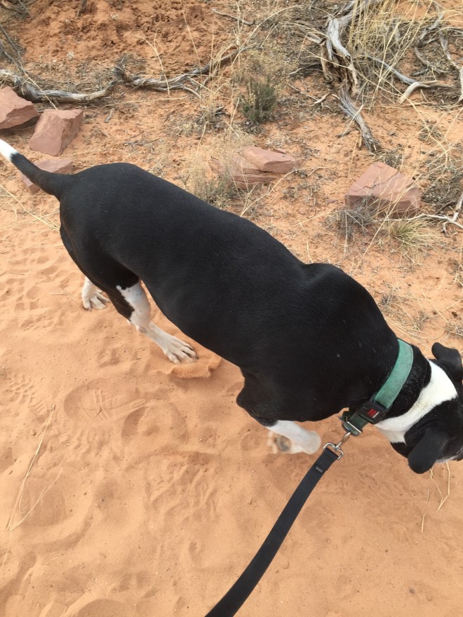 Magnolia loves to walk