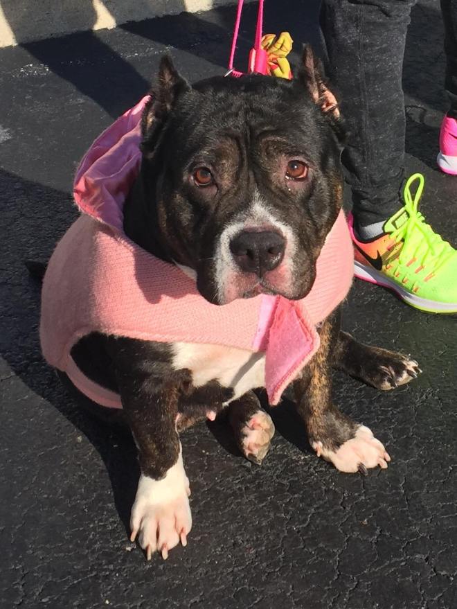 17159316_1222483477869241_3035902771680423255_o