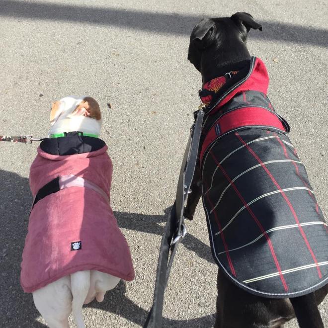 27788335_10215162769279725_7284576206343518038_o